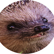Lord Erinaceidae