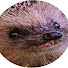 JaZP1r__ayU-channel-avatar-Lord Erinaceidae