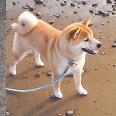 Shiba inu Kojiro