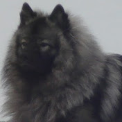 Gorgi Wolfsspitz