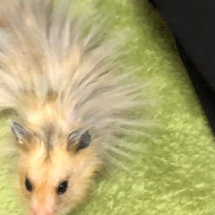 たまぴ