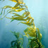HIWc7c1ehDU-channel-avatar-Shiny Kelp