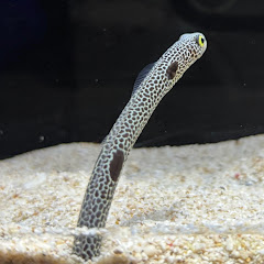 やぎのサウルス