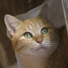 ねこ南瓜ちゃんねるアイコン画像