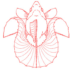 土佐錦魚保存会アイコン画像