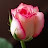 @ginawhite-x7c