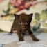 BOAeOHFi7JI-channel-avatar-ねこのサル君