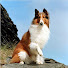 NUAyCRjUHNc-channel-avatar-Lassie4Fun