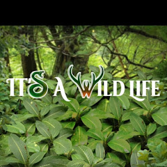 It's A Wild Life Image Thumbnail