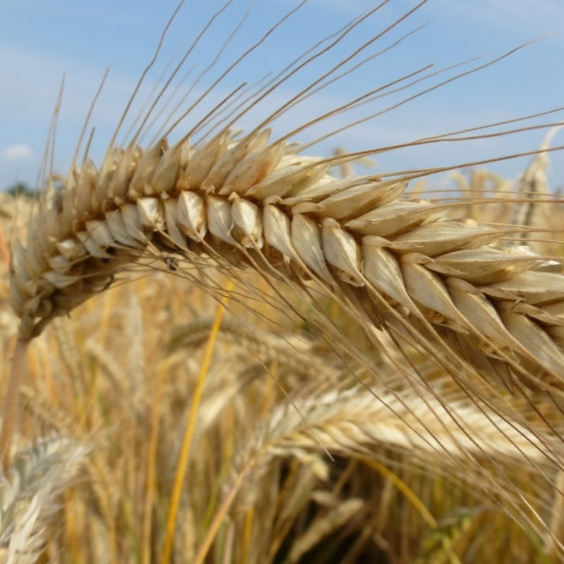 Дорожные записки агронома Logo