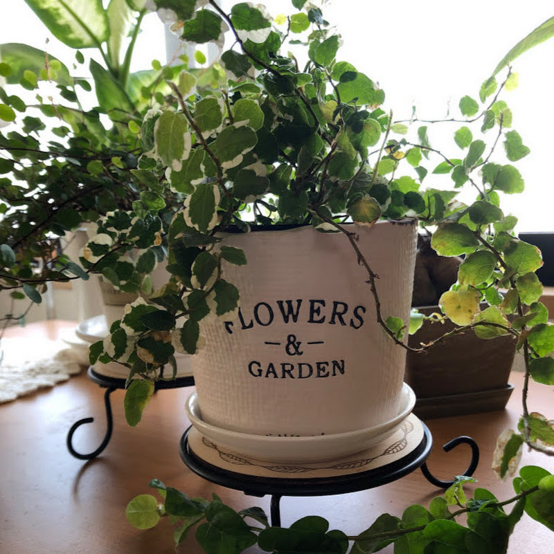 rioko’s livingのサムネイル