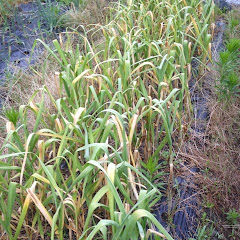 プロ農家が教える小学生でもわかる無農薬野菜の栽培方法アイコン画像