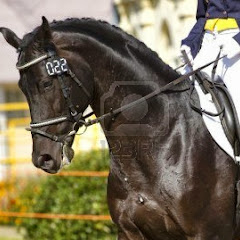 TheDressagePassion