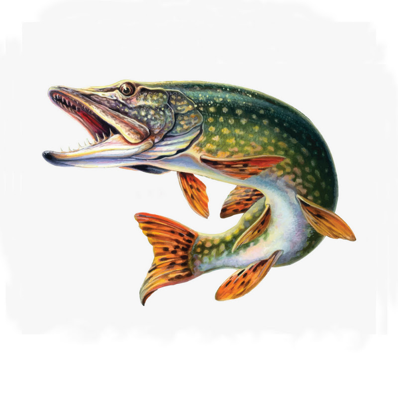 Northern pike