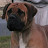 @lionsgateboerboels3137