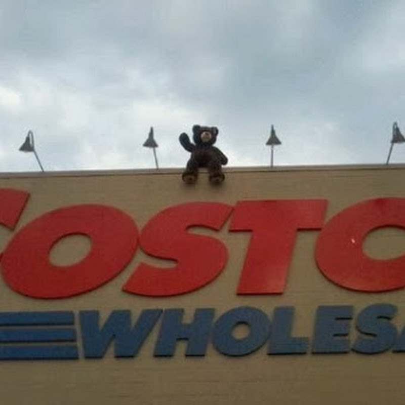 Costco Bear