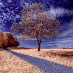 Joy suresh photo