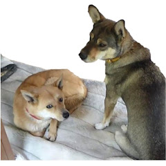 わんこと田舎暮らしアイコン画像