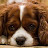@jennilynrentoria5364's avatar