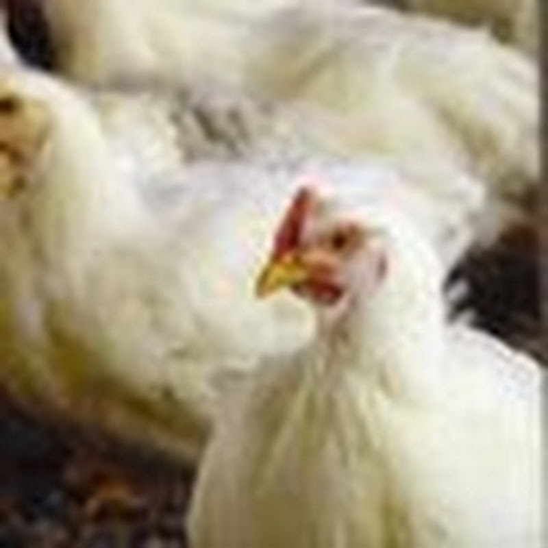 WattPoultryTV