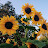 @thenotsoprettylilsunflower7391