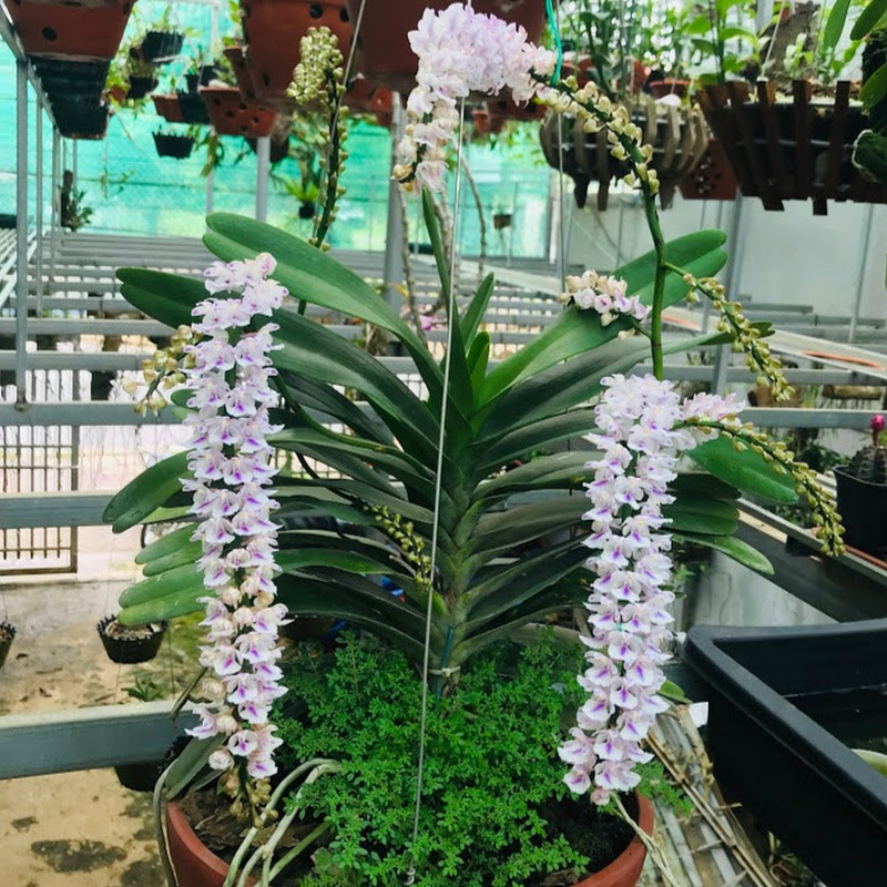 Hoa Của Núi Rừng TV