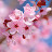 @sonianupur5794 Avatar