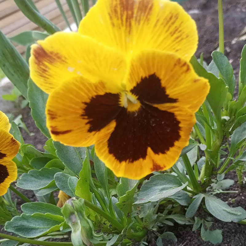 Любимое и родное Logo