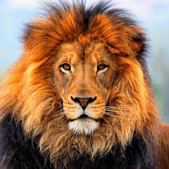 Zion Lion