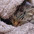 iOqk4O-HQhE-channel-avatar-うにあんこ