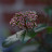 @soukiko275 Avatar