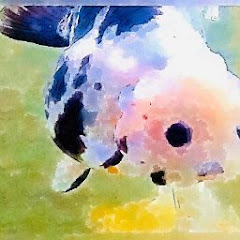 金魚江戸錦たかCチャンネルアイコン画像