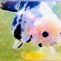 金魚江戸錦たかCチャンネル