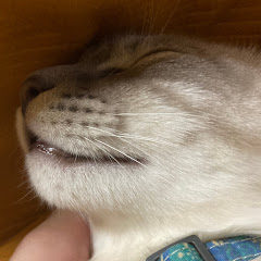 エリアシトカゲ