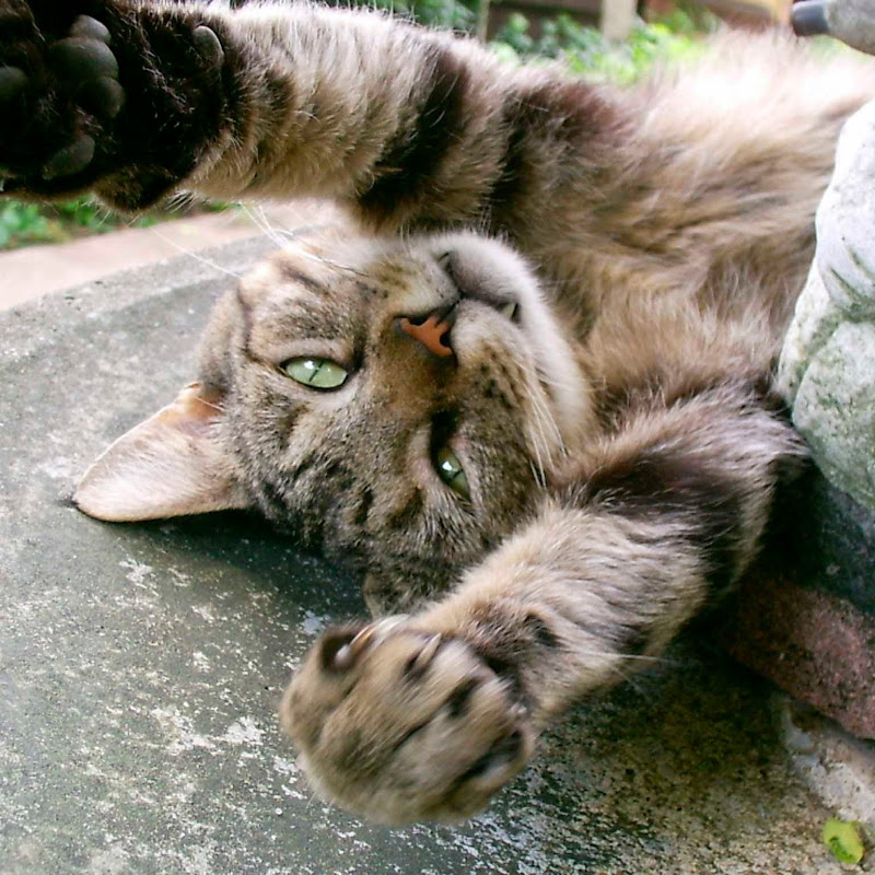 maynardcat icon