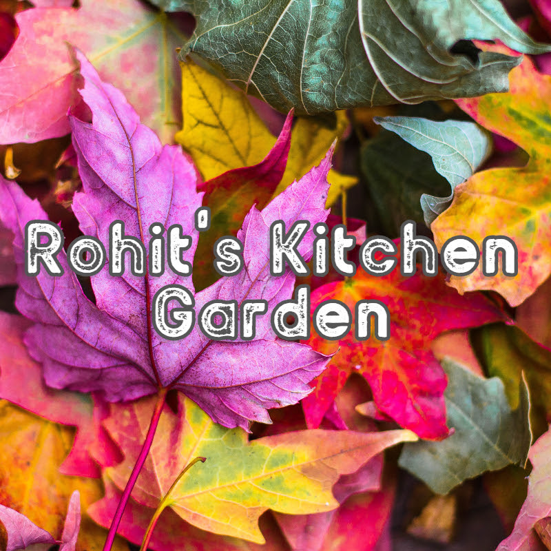 Rohit's Kitchen Garden -