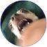 yL5mxE7bAMM-channel-avatar-Hand Vs Chihuahua
