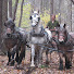 Tqg_MWC8Sz4-channel-avatar-Logging With Horses.