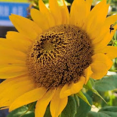 于琪的黄金交易策略（黄金交易员）アイコン画像