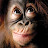 @majaano's avatar