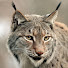 5ZJPo91G1fo-channel-avatar-woolfie06