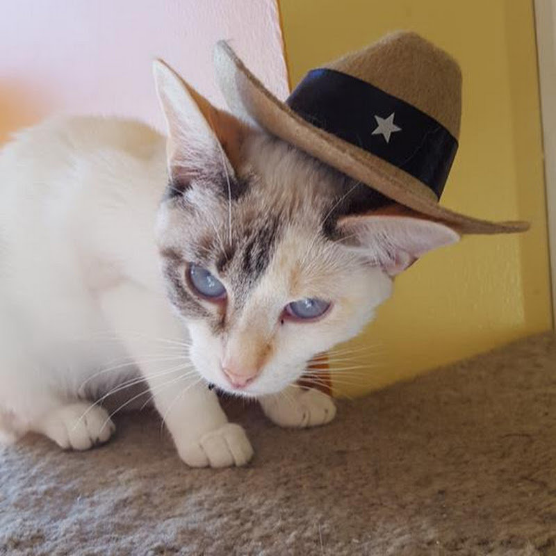 katsonya Healing Animal SCARS