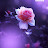 Avatar de @asmitagupta3413