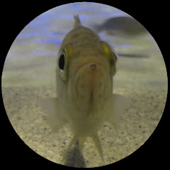 釣る乗る遊ぶアイコン画像