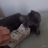 Автор