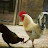 @OM-of8vf