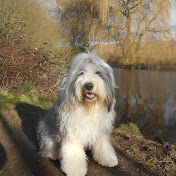 Piper The Old English Sheepdog
