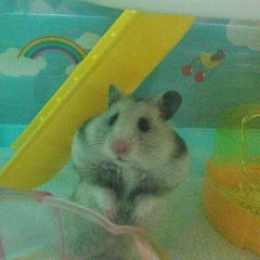 ハムハムチャンネル