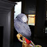 yNlnlIChl0I-channel-avatar-Parrot Talk