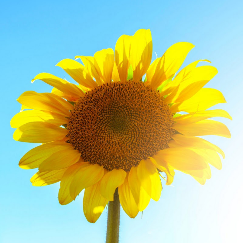 Brighten up Life